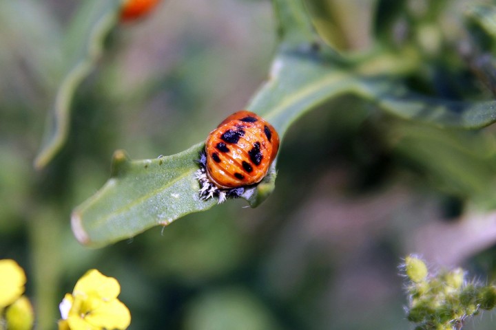 Nová záhrada - lienka východná
